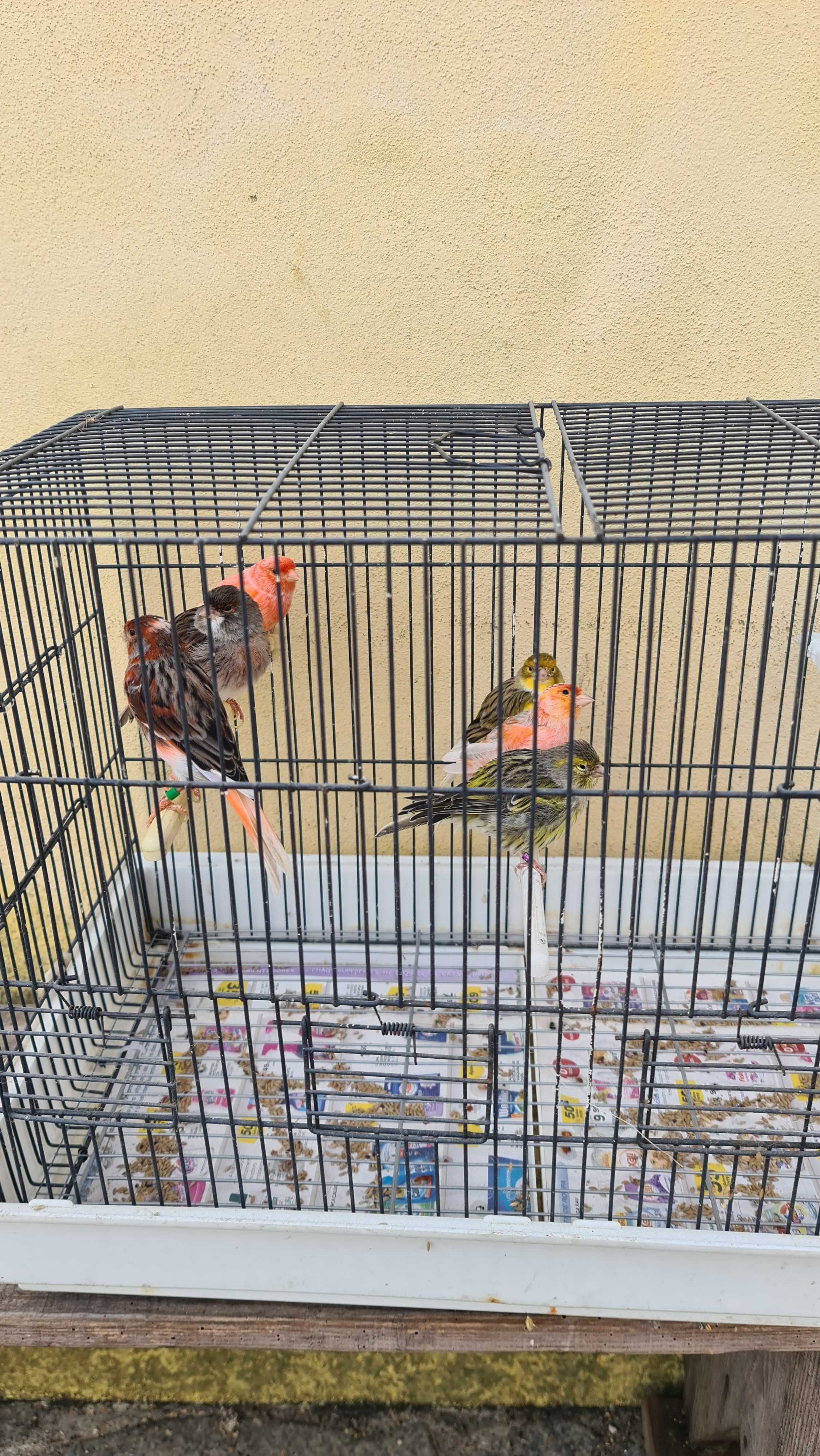 Vendo canários alecrim
