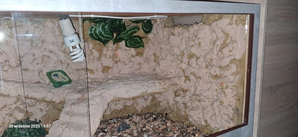Terrarium dla jaszczurki pustynnej