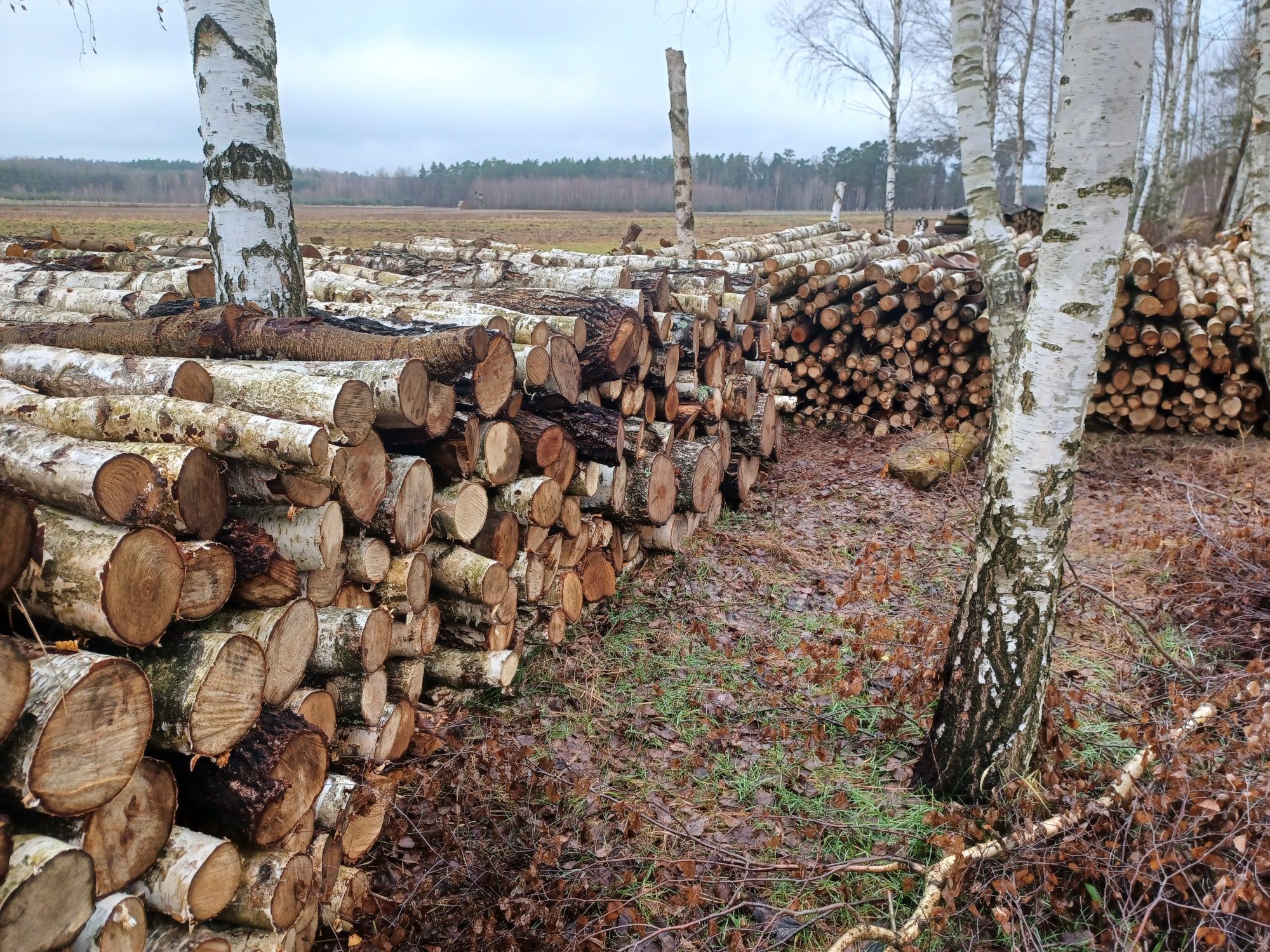 Drewno opałowe sprzedam