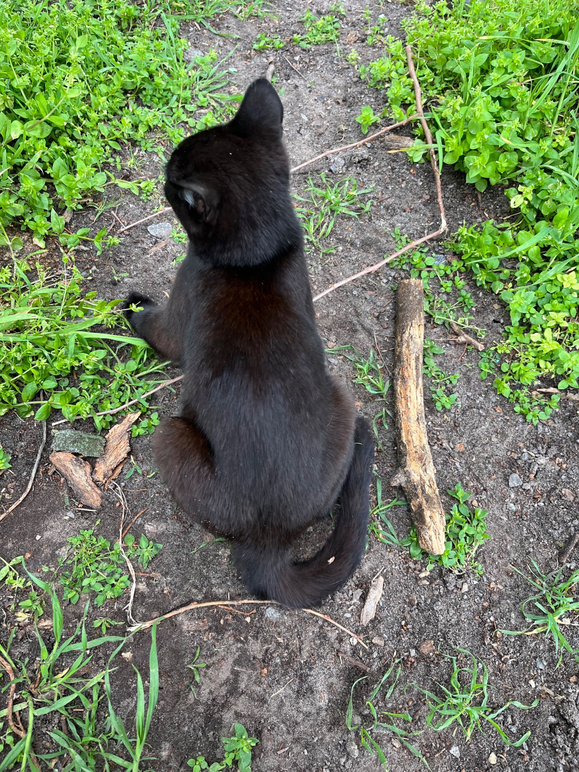 Чорне кошеня (дiвчинка)