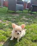 Cudny piesek Chihuahua dlugowlosy.