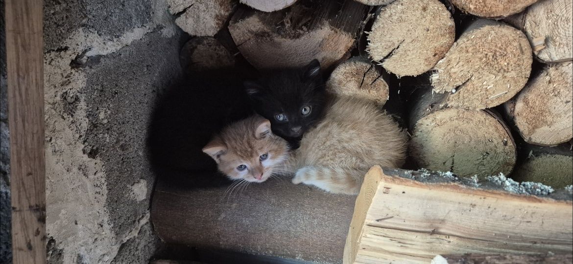 Oddam koty, oswojone i bardzo przyjazne. Nowy Targ, odbiór osobisty 88