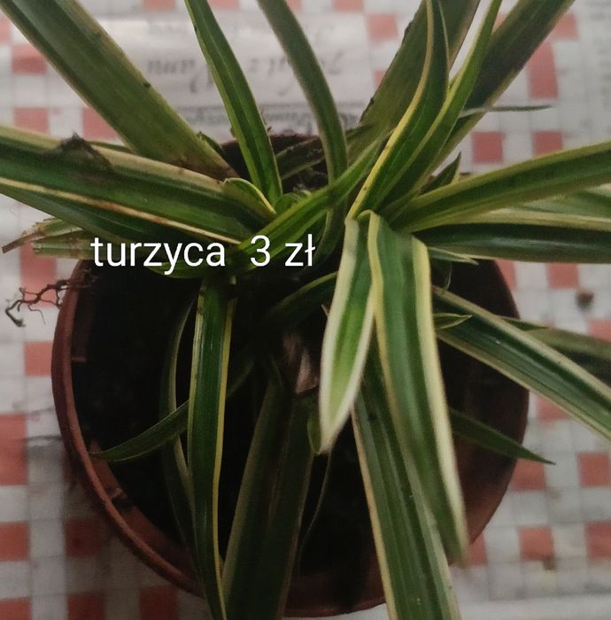 Trawa 3zł turzyca wdoniczka