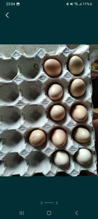 Jaja lęgowe - Bażant złocisty