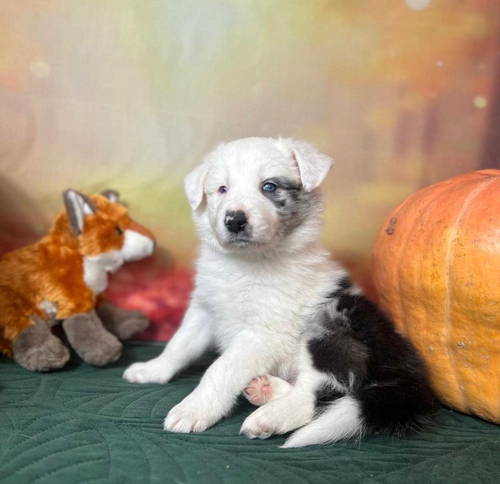 szczeniak blue-merle piesek Border Collie ZKwP(FCI)