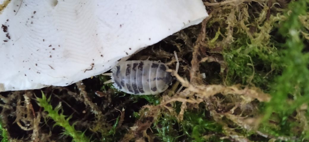 Porcellio laevis Dairy Cow – isopody prosionki ekipa sprzątająca