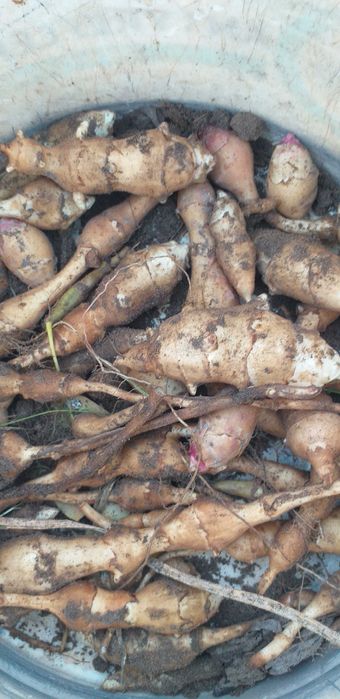 Od października  !TOPinambur /dieta