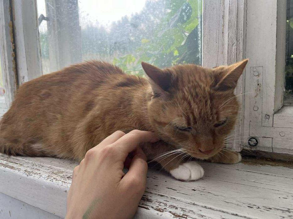 Dorosły kot szuka domu