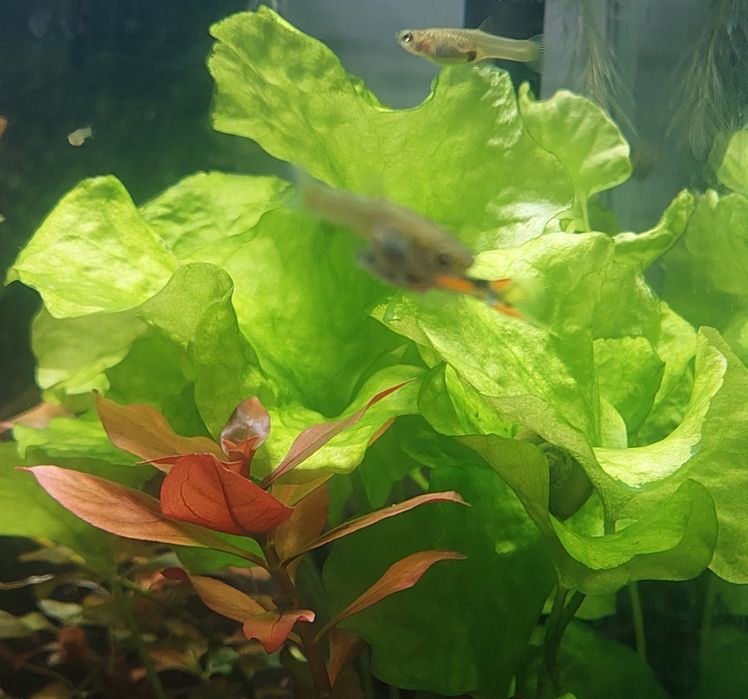 Lotos zielony taiwan