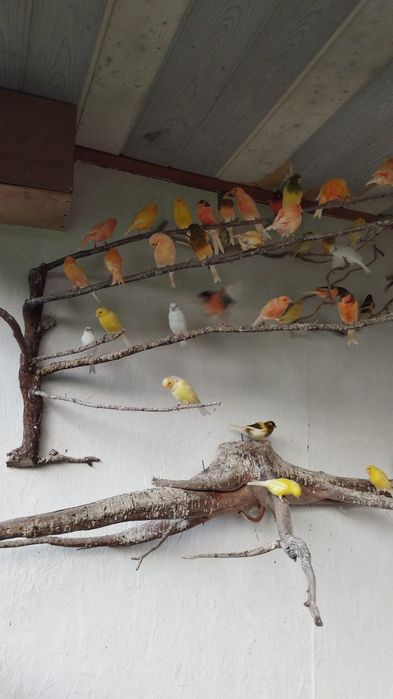 Sprzedam kanarki 80zł