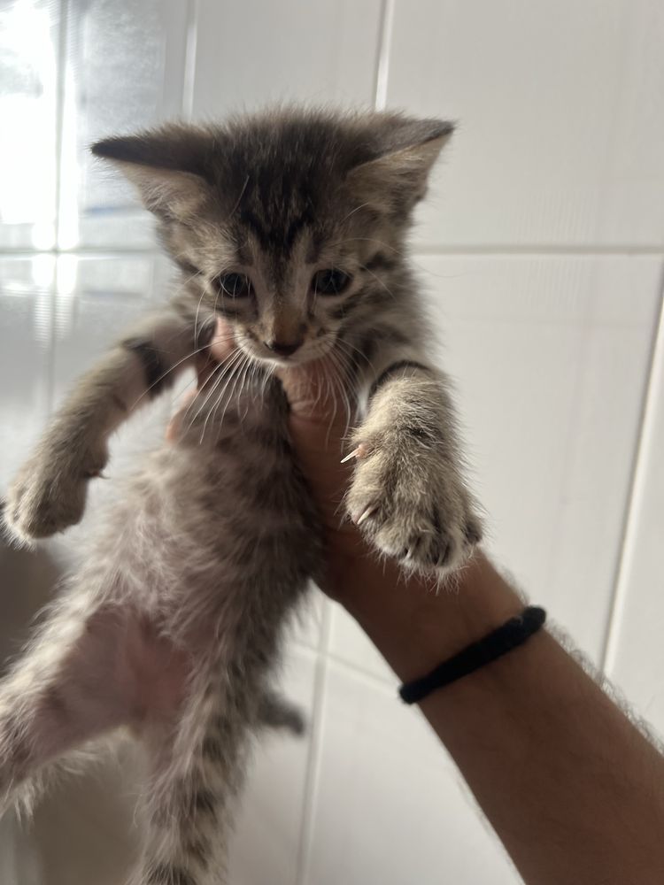 Gatos para adoçao