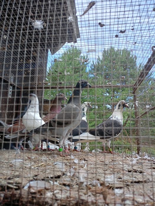 Gołębie pocztowe kolorowe