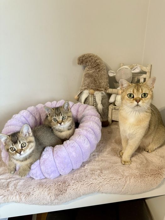 Kotka brytyjska czarny złoty ticked