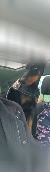 Doberman 12miesiecy suka