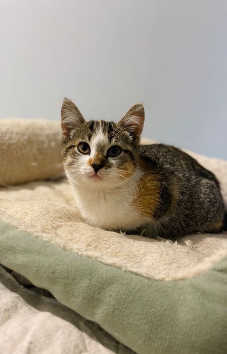 Котята котики отдам котенок  девочка