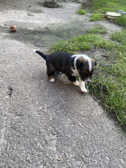 Віддам песиків в добрі руки,безкоштовно.