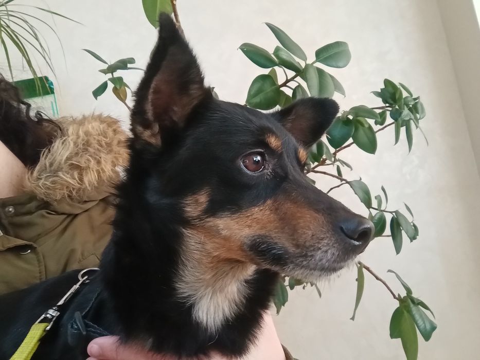 Молода дівчинка Єва шукає відповідальну сім'ю!