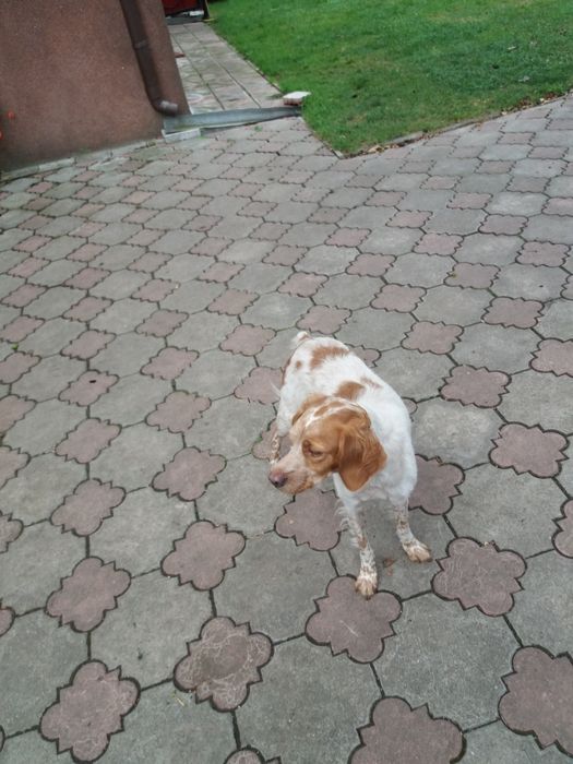 Продам  дорослу робочу лягаву Французьку спанієль