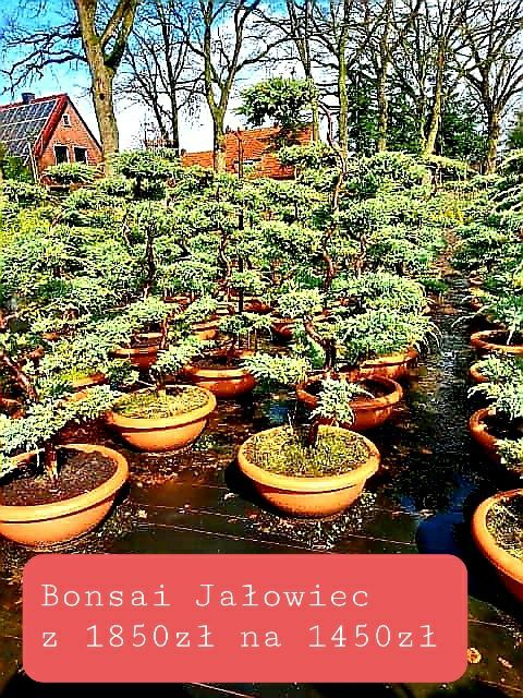 Cis Bonsai-Niwaki 250cm sosna (szmaragd katalpa Laurowiśnia klon jodła