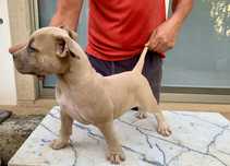 American bully pocket fêmea