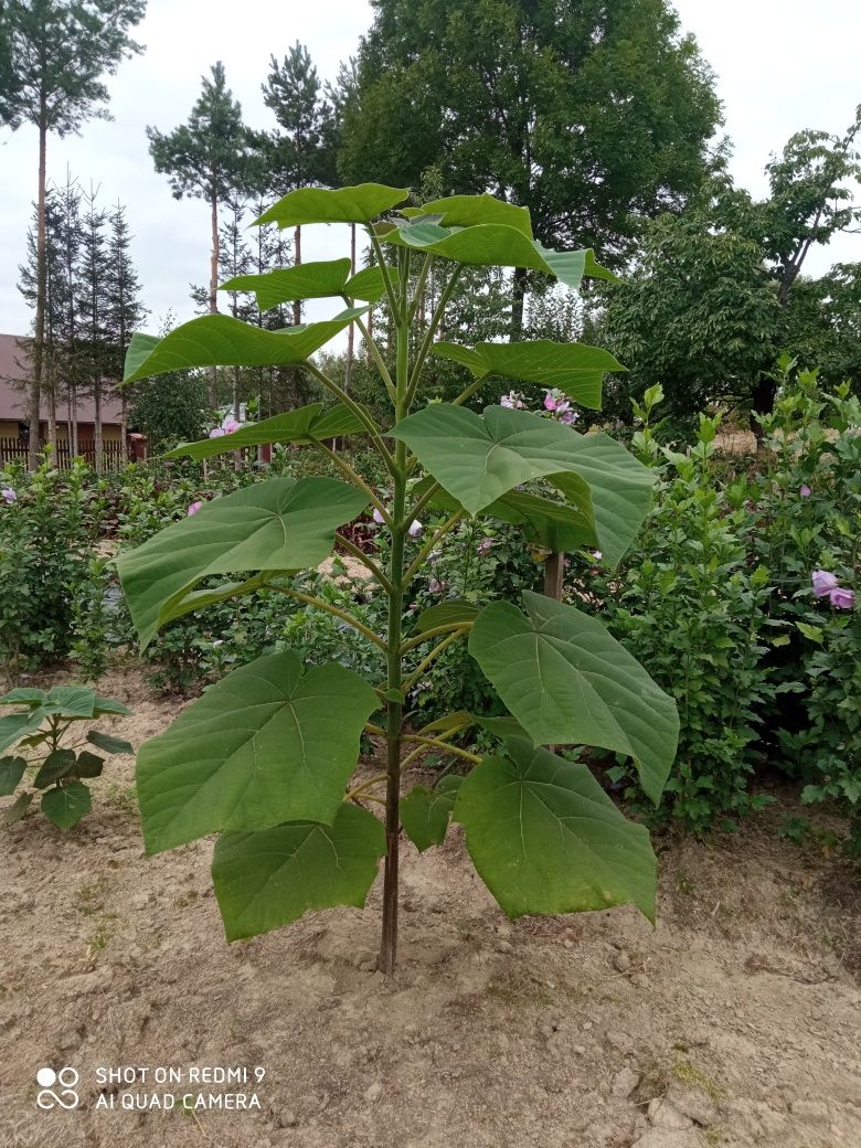 Sadzonki: Hibiskus ketmia róża chińska katalpa magnolia paulownia