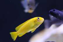 Pseudotropheus saulosi (M/F) - Ciclídeos Africanos