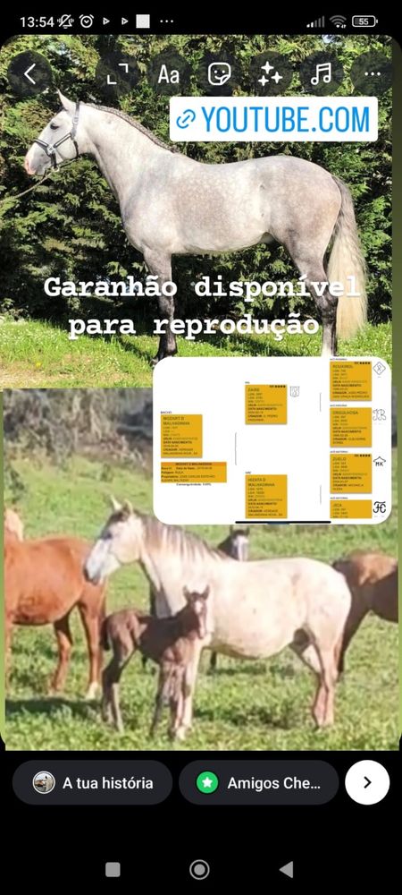 Cobriçoes cavalo Lusitano com 75.5