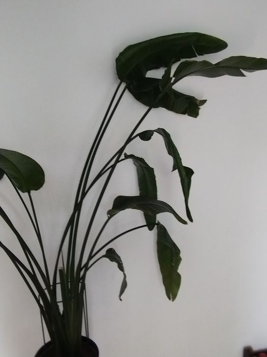 Strelicja w doniczce