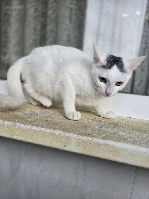 Киця в добрі ручки!