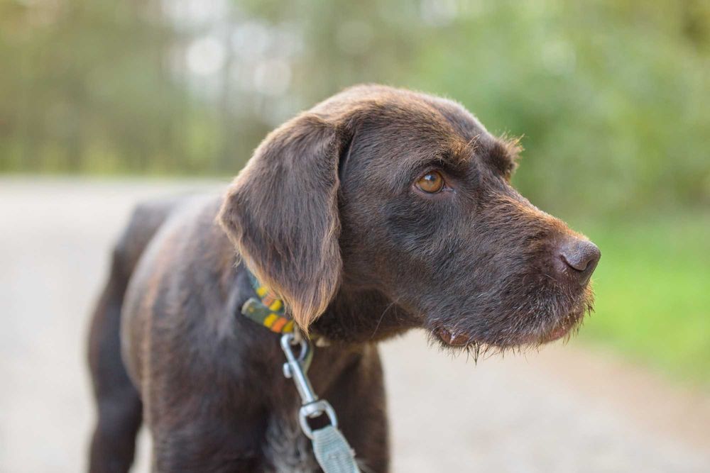 RANGER - w typie wyżeł, dla aktywnych