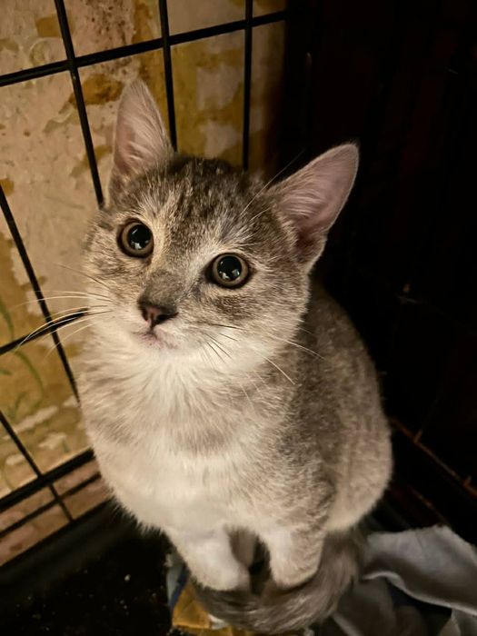 Кошеня 3-4 міс дівчинка безкоштовно