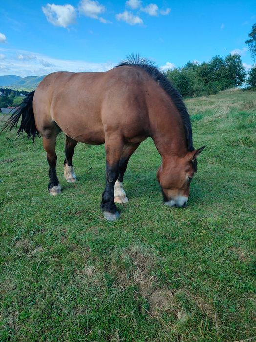 Sprzedam kobyły źrebne