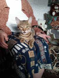 Кошечка   египетская  МАУ ,  Рита 6 мес.