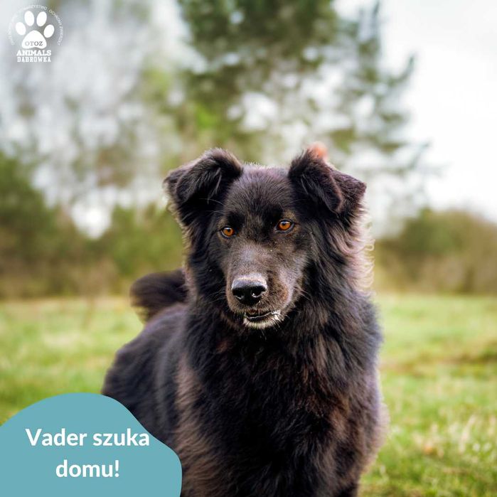 Vader szuka kochającej rodziny!