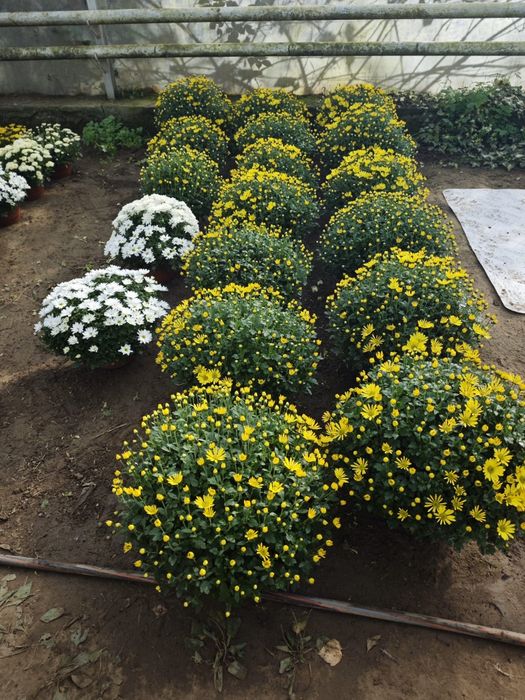 Chryzantemy drobnokwiatowe chryzantema kwiaty doniczkowe