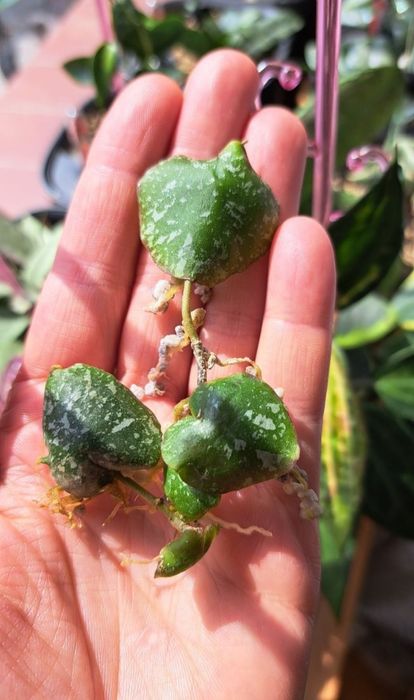 Hoya imbricata