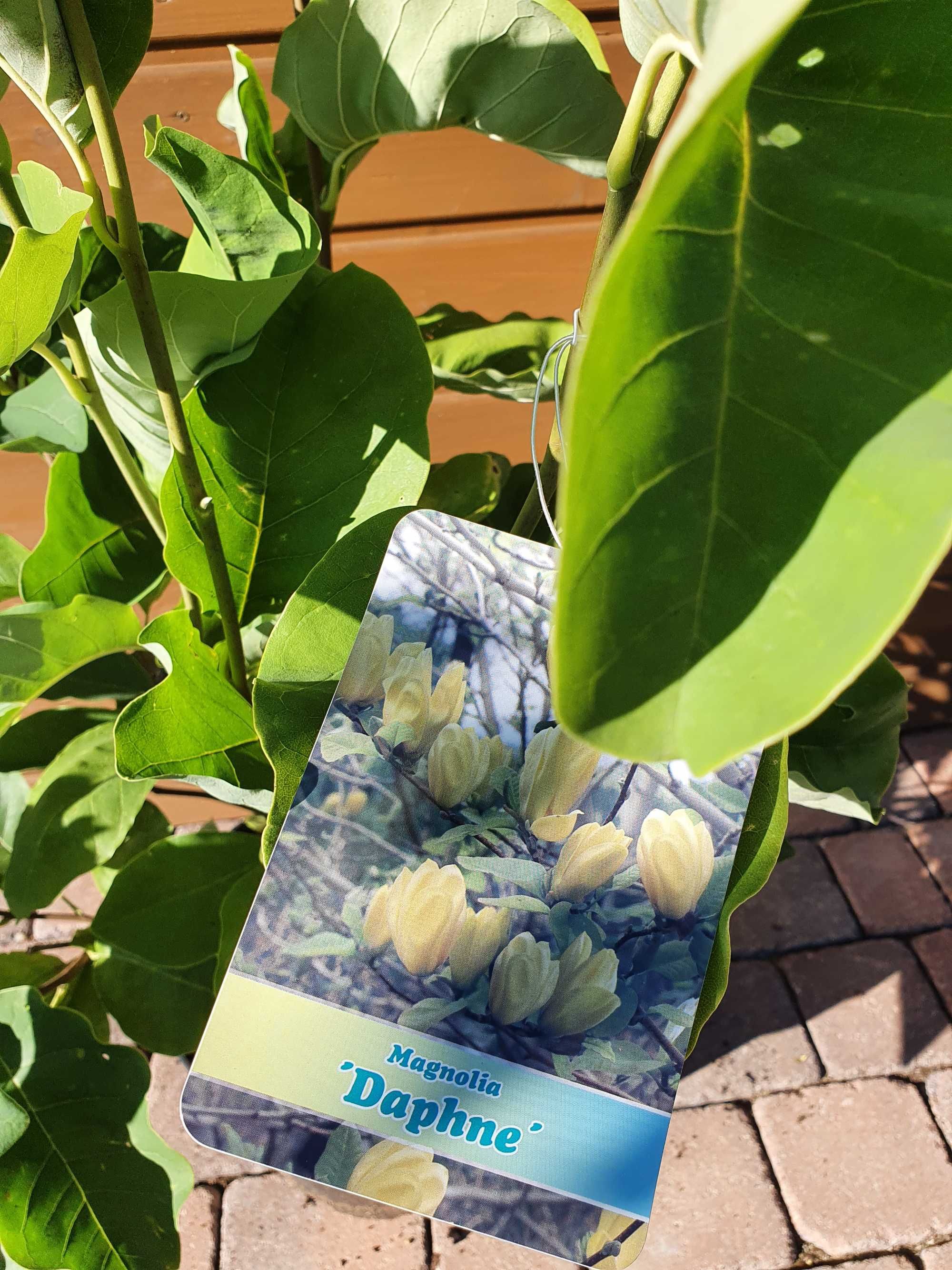 Magnolia krzewy ozdobne