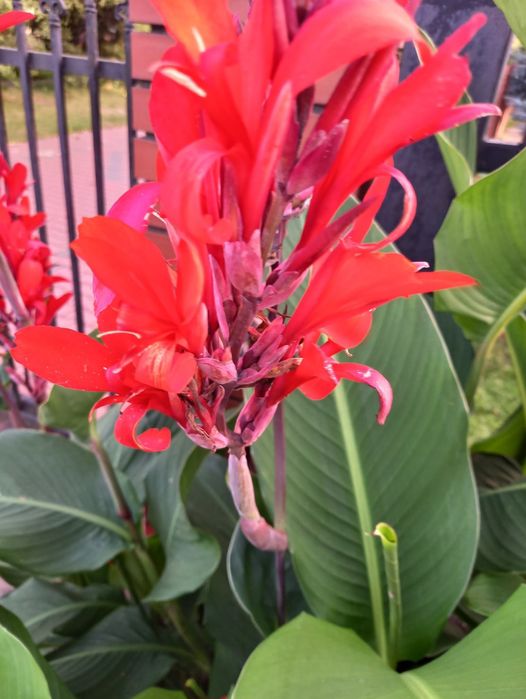 Kanny ogrodowe Paciorecznik