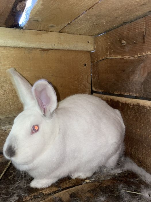 Кролики різні породи