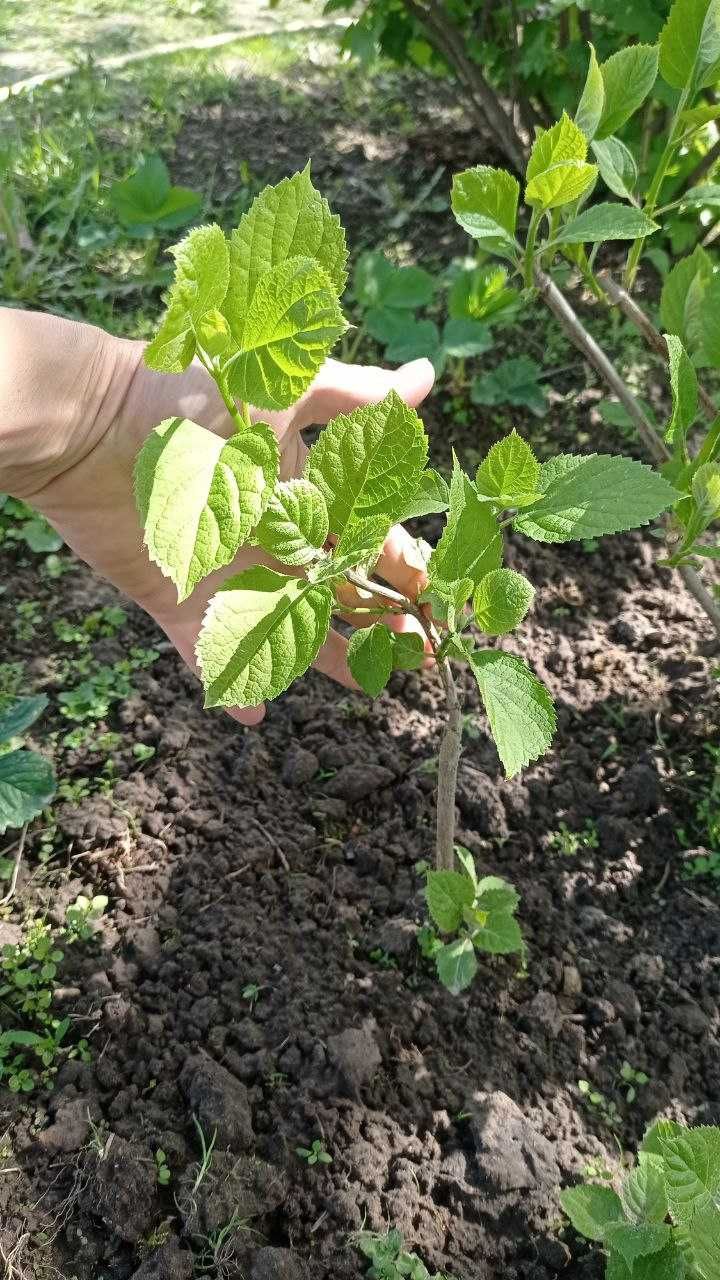 СУМАХ уксусное дерево