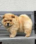 Chow chow cynamonowa suczka