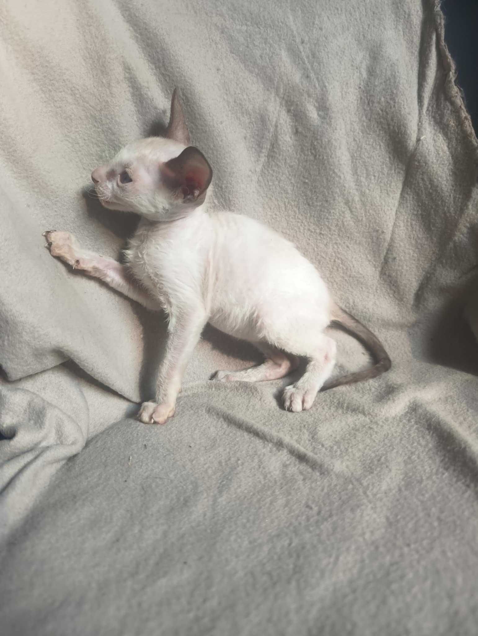 Cornish rex devon rex kot kotka kocięta hod.Urok Życia