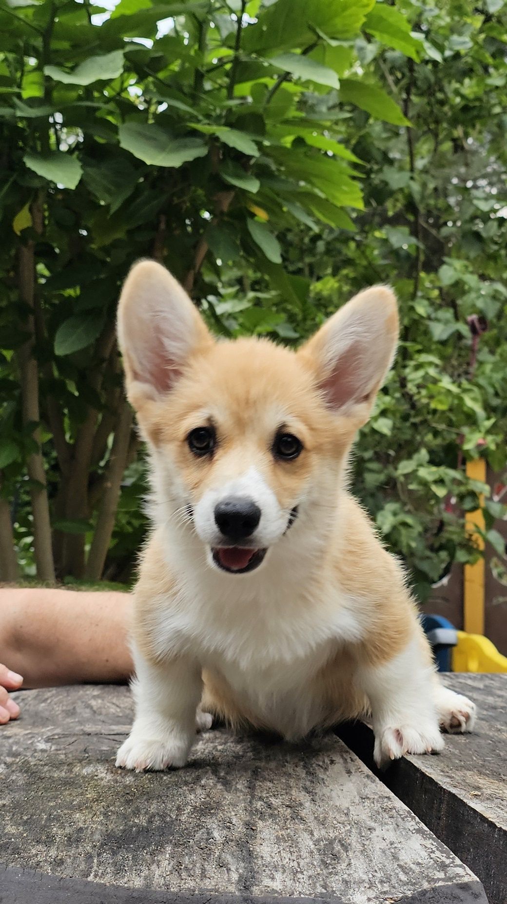 Suczka Welsh Corgi Pembroke