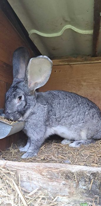 Parka Belgijski olbrzym Szynszylowy z Rodowodami!!