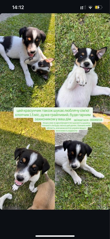 цуценята в добрі руки