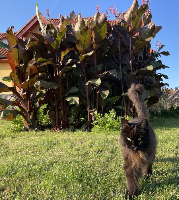 Kanna (Paciorecznik) - kłącza