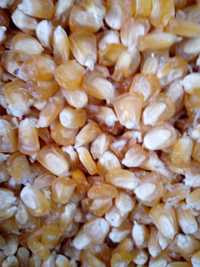 Насіння цукрової кукурудзи сорту ''Делікатесна''