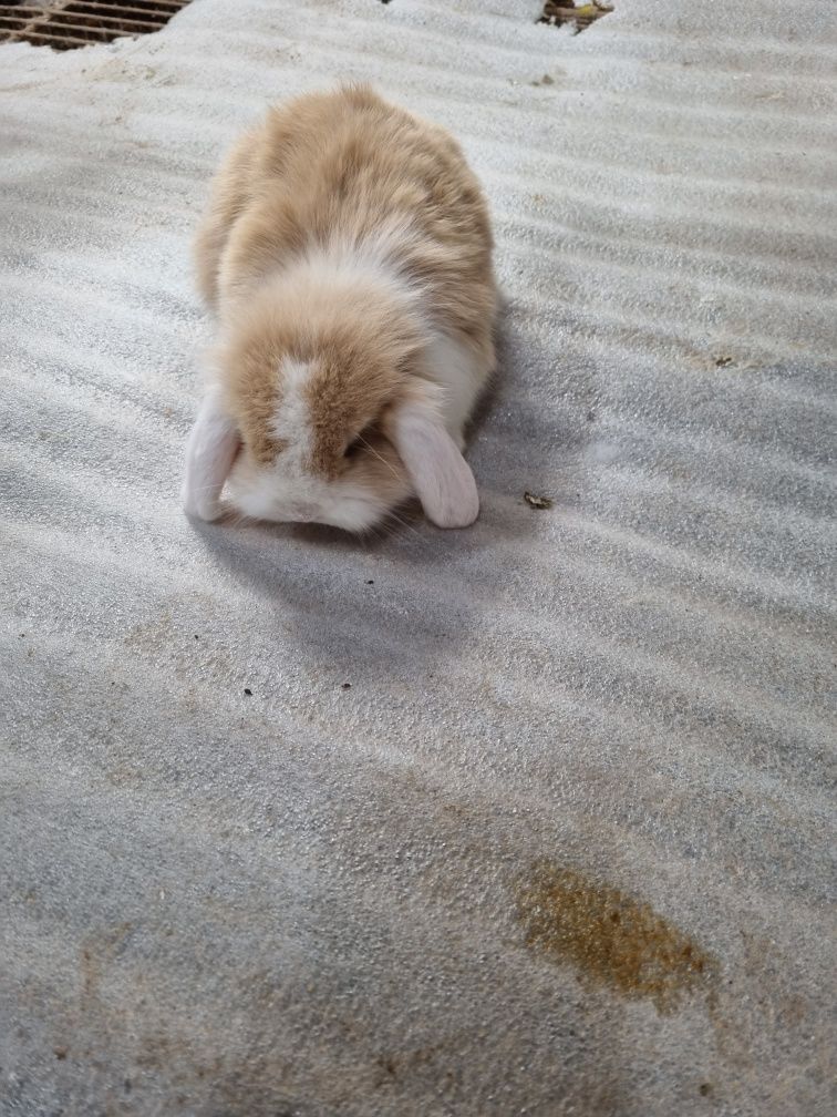 Coelhos anoes mini lop(Orelhudo)e mini holandeses no criador