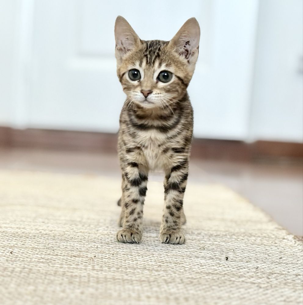 Gato Bengal c/pedigree e afixo