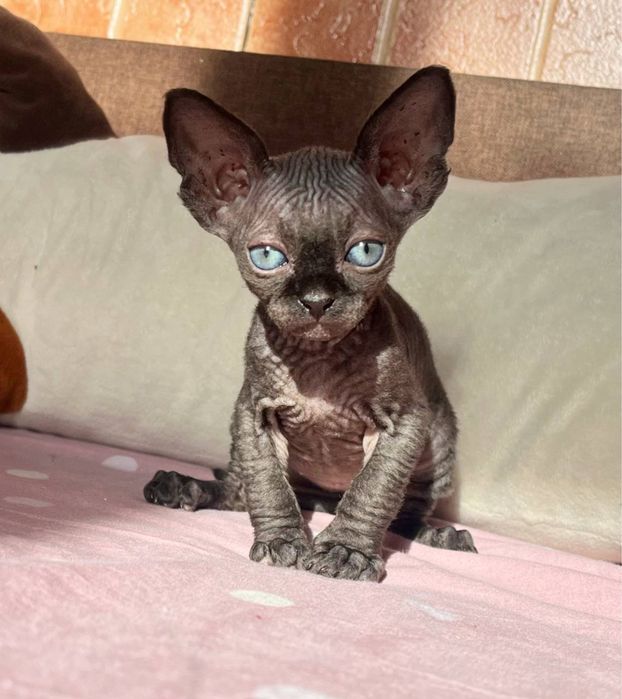 Ніжний хлопчик сфінкс